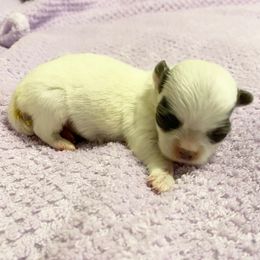 Girl C - Blue and white female Chihuahua puppy in Chino Valley, Arizona from Lane’s Little Longhairs
