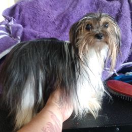 Chimpita - Yorkshire Terrier