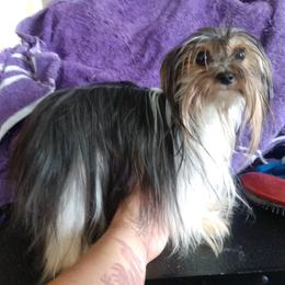 Chimpita - Yorkshire Terrier