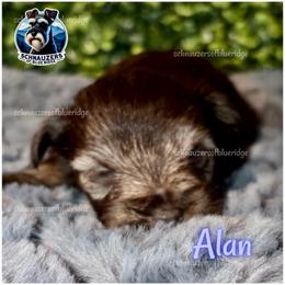 Alan - Liver male Miniature Schnauzer puppy in Spruce Pine, North Carolina from Schnauzers of Blue Ridge