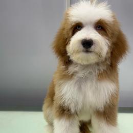 Jasper - Yellow and white male Bernedoodle puppy in Temecula, California from Country Hills Doodles