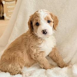 Girl 6 - female Double Doodle puppy in Clarks Hill, South Carolina from Rosie’s Double Doodles