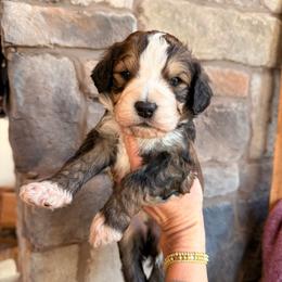 Denali - Sable male Bernedoodle puppy in Fort Meade, Florida from Baldwin Dood Ranch