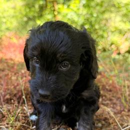 Salsa - Black phantom female Aussiedoodle puppy in Mulino, Oregon from Korbella Farm
