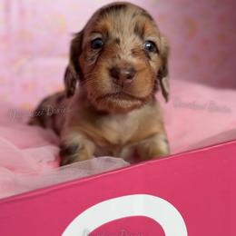 Doctor Barbie - Dapple female Dachshund puppy in Chandler, Arizona from Vonaducci Doxies, LLC.