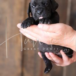 Great Dane Puppies from Hundeity Great Danes