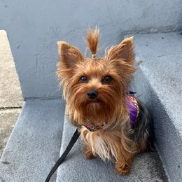 Reesy - Yorkshire Terrier