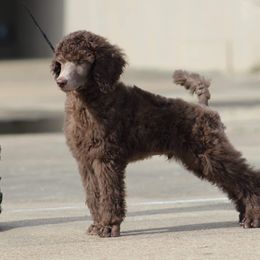 Poodle Puppies from En Vie