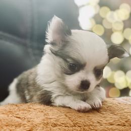 Tina The TEENIE TINY - Sable spotted white female Chihuahua puppy in Summerfield, Florida from Impeccable's Boutique & Ethical Breeder for the educated & discriminating ONLY