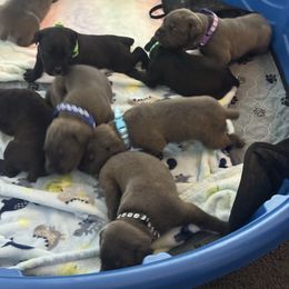 Girl 1 - Gray female Cane Corso puppy in Pearland, Texas from Lonestar Corso Kennels