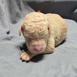 Zack - Cream male Goldendoodle puppy in Georgetown, Tennessee from Georgetown designer and purebred puppies