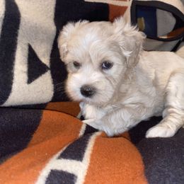 Miniature Schnauzer Puppies from Tamed by Emmy (Emariella’s Miniature Schnauzers)