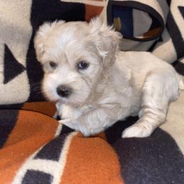 Miniature Schnauzer Puppies from Tamed by Emmy (Emariella’s Miniature Schnauzers)