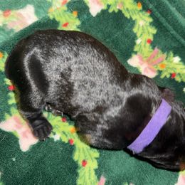 Purple collar - Black female Cane Corso puppy in Rochester, New York from Forbidden Fruits Kennels