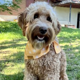 Roxy - Goldendoodle