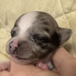 Cole - Merle male Chihuahua puppy in Brooklyn, Connecticut from Ladybug Chihuahuas