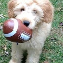 Goldendoodles from AZ Designer Goldendoodles