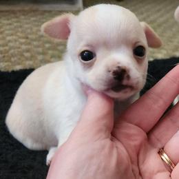June - Cream and white female Chihuahua puppy in Ashtabula, Ohio from Paw's & Awe's Chihuahuas