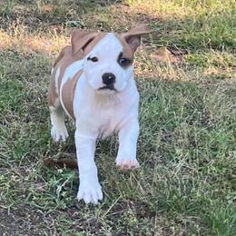 Derry - Red male American Staffordshire Terrier puppy in Marietta, Georgia from Ambition Amstaffs