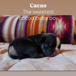 French Bulldogs from Matra French Bulldogs