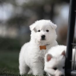Berger Blanc Suisse Puppies from Fireside Fernweh