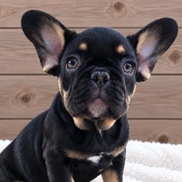 Sookie - Black and tan female French Bulldog puppy in Warm Springs, Arkansas from State Line Dachshunds & Frenchies