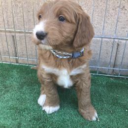 Goldendoodle Puppies from Golden Law Kennels