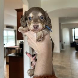 Boy 2 - Glacier is a Chocolate and Cream - Chocolate and cream male Dachshund puppy in Hutto, Texas from R.G. Dachshunds