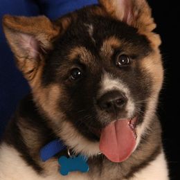 Akita from Ursa Major Akitas