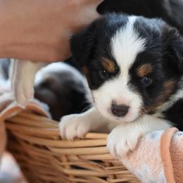 Toy Australian Shepherd Puppies from Shooting Stars Ranch Toy and Mini Aussies