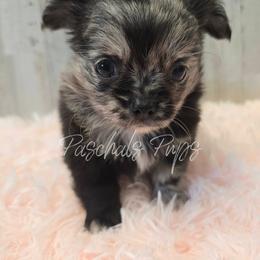 Boston - Merle male Chihuahua puppy in Bowdon, Georgia from Paschal's Pups