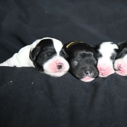 Australian Labradoodle Puppies from Llewellyn's Grove Labradoodles