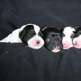 Australian Labradoodle Puppies from Llewellyn's Grove Labradoodles