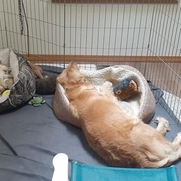 Golden Retriever Puppies from Hunnydew Goldens