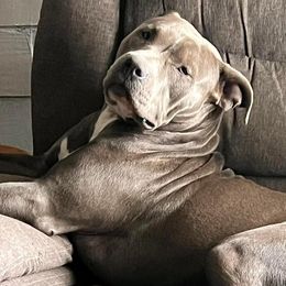 Girl-Pink - Blue American Bully puppy in Conroe, Texas from Titanium Kilo Kennels