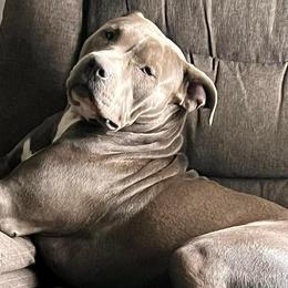 Girl-Pink - Blue American Bully puppy in Conroe, Texas from Titanium Kilo Kennels