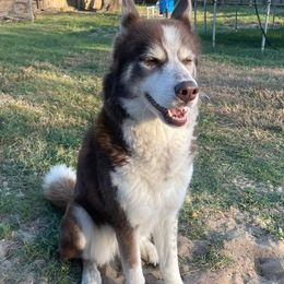 Ginger - Siberian Husky