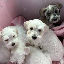 Callie - White female Miniature Schnauzer puppy in North Fort Myers, Florida from Cutie Shihtzu, Miniature Schnauzer