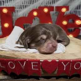 Boy 3 - Chocolate and cream male Dachshund puppy in Bald Knob, Arkansas from Victoria’s Dachshunds