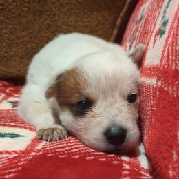 Tomahawk - Red speckled male Australian Cattle Dog puppy in Mena, Arkansas from Red Desert Australian Cattle Dogs