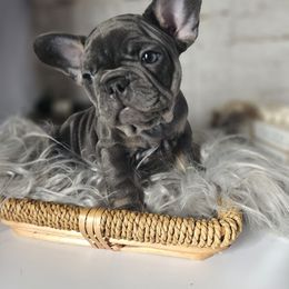 Coal - French Bulldog puppy from Riggins Mastiffs and Danes