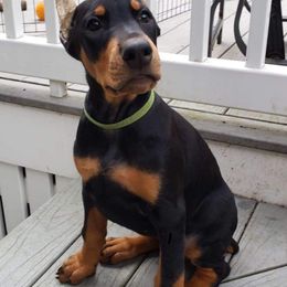 Doberman Pinschers from Jennifer DePietro's Doberman Pinschers