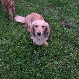 Bonnie - Dachshund