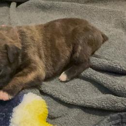 Scarlet - Brindle female Boxer puppy in Madras, Oregon from BnT Boxers