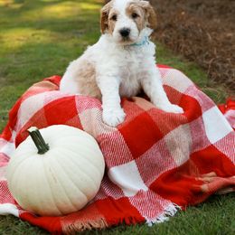 Goldendoodle Puppies from Ellie's Goldendoodles
