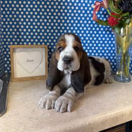 Basset Hound Puppies from The Basset Boutique