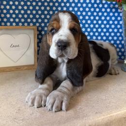 Basset Hound Puppies from The Basset Boutique