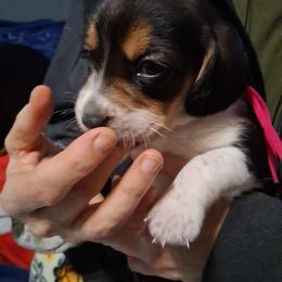 Penny - White black and tan female Beagle puppy in East Providence, Rhode Island from Amanda's Beagles