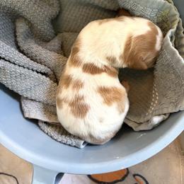 Phoebe - Orange and white female Brittany puppy in Fortuna, California from Moore Brittanys