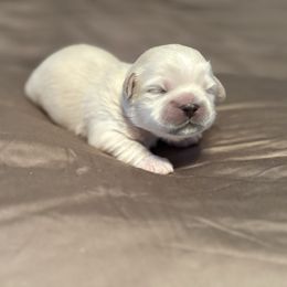 Blue Collar - Cream male Lhasa Apso puppy in Port Royal, Virginia from Hearth and Hound Family Farms